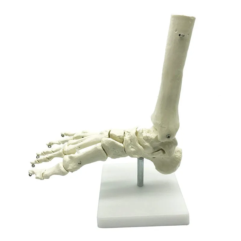 1:1 Lifesize Human Foot Skeleton Anatomy Model Medical Science Teaching Resources Dropshipping