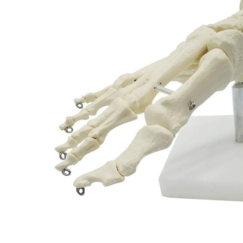 1:1 Lifesize Human Foot Skeleton Anatomy Model Medical Science Teaching Resources Dropshipping