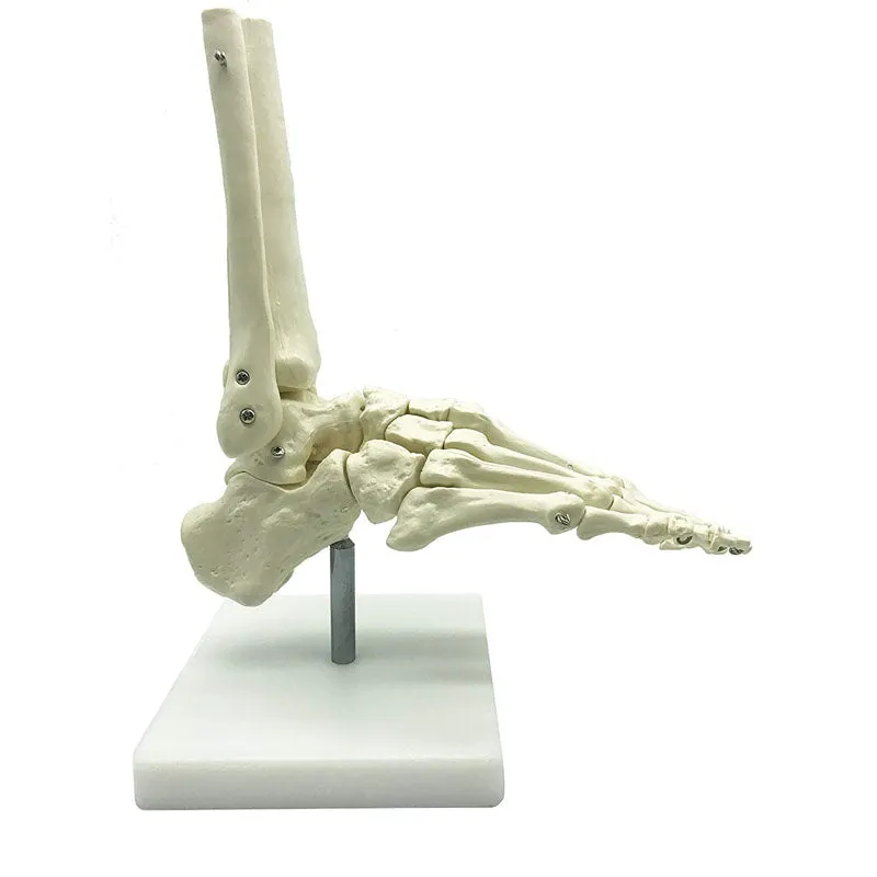 1:1 Lifesize Human Foot Skeleton Anatomy Model Medical Science Teaching Resources Dropshipping
