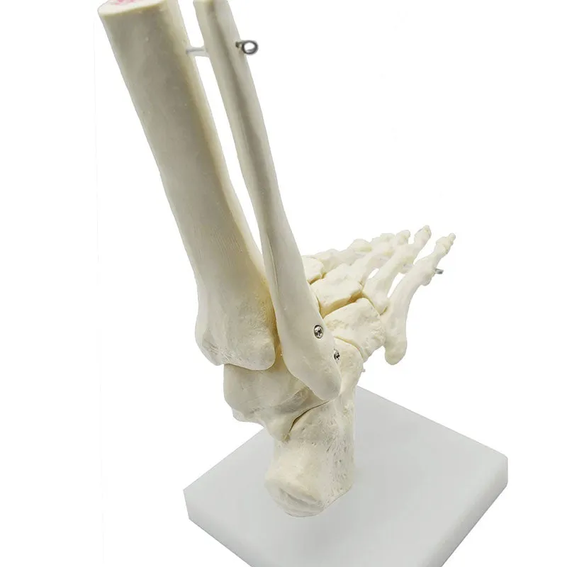 1:1 Lifesize Human Foot Skeleton Anatomy Model Medical Science Teaching Resources Dropshipping